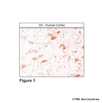 D5, Dopamine Receptor 5 Antibody in Immunohistochemistry (Paraffin) (IHC (P))