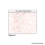 D5, Dopamine Receptor 5 Antibody in Immunohistochemistry (Paraffin) (IHC (P))