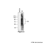 D5, Dopamine Receptor 5 Antibody in Western Blot (WB)