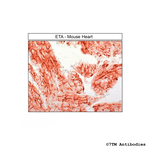 ETA (Endothelin Receptor A) Antibody in Immunohistochemistry (Paraffin) (IHC (P))
