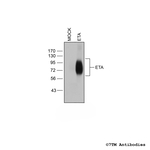 ETA (Endothelin Receptor A) Antibody in Western Blot (WB)