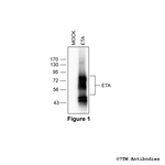 ETA (Endothelin Receptor A) Antibody in Western Blot (WB)