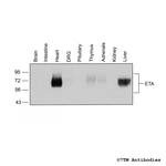 ETA (Endothelin Receptor A) Antibody in Western Blot (WB)