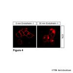 ETA, Endothelin Receptor A Antibody in Immunocytochemistry (ICC/IF)