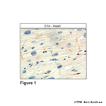 ETA, Endothelin Receptor A Polyclonal Antibody