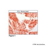 ETA, Endothelin Receptor A Polyclonal Antibody