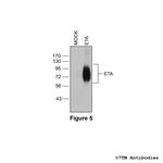 ETA, Endothelin Receptor A Antibody in Western Blot (WB)