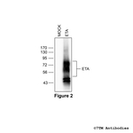ETA, Endothelin Receptor A Antibody in Western Blot (WB)