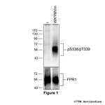 Phospho-Formylpeptide Receptor 1 (Ser338, Thr339) Polyclonal Antibody