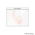 FPR2, Formylpeptide Receptor 2 Antibody in Immunohistochemistry (Paraffin) (IHC (P))