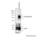 Phospho-Formylpeptide Receptor 3 (Thr334, Ser335) Polyclonal Antibody