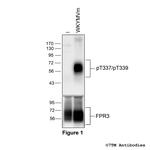 Phospho-Formylpeptide Receptor 3 (Thr337, Thr339) Polyclonal Antibody