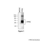 FPR3, Formylpeptide Receptor 3 Polyclonal Antibody