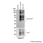 Phospho-FFA2 (Ser296, Ser297) Polyclonal Antibody