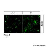 Phospho-FFA2 (Ser296, Ser297) Antibody in Immunocytochemistry (ICC/IF)