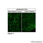 Phospho-FFA2 (Ser296, Ser297) Polyclonal Antibody