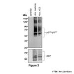 Phospho-FFA2 (Ser296, Ser297) Antibody in Western Blot (WB)