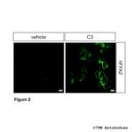 Phospho-FFA2 (Thr306, Thr310) Antibody in Immunocytochemistry (ICC/IF)