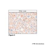 FFA2 Antibody in Immunohistochemistry (Paraffin) (IHC (P))