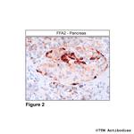 FFA2 Antibody in Immunohistochemistry (Paraffin) (IHC (P))