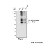 FFA2 Polyclonal Antibody