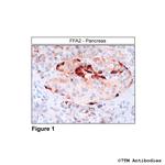 FFA2, FFA2 Receptor Polyclonal Antibody