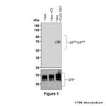 Phospho-FFA3 (Ser305, Ser306) Polyclonal Antibody