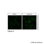 Phospho-SMO Receptor (Ser594, Thr597, Ser599) Antibody in Immunocytochemistry (ICC/IF)