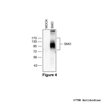 SMO, Smoothened Receptor Antibody in Western Blot (WB)