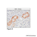 SMO, Smoothened Receptor Polyclonal Antibody