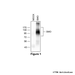 SMO, Smoothened Receptor Antibody in Western Blot (WB)