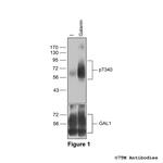 Phospho-Galanin Receptor 1 (Thr340) Polyclonal Antibody