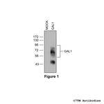 GAL1, Galanin Receptor 1 Polyclonal Antibody