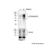 Phospho-Galanin Receptor 2 (Thr329, Ser331) Antibody in Western Blot (WB)