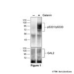 Phospho-Galanin Receptor 2 (Ser331, Ser333) Polyclonal Antibody
