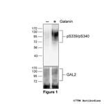 Phospho-Galanin Receptor 2 (Ser339, Ser340) Polyclonal Antibody