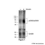 Phospho-Ghrelin Receptor (Ser362, Ser363) Antibody in Western Blot (WB)