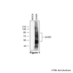 GHSR, Ghrelin Receptor Polyclonal Antibody