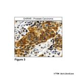 GHRHR, GHRH Receptor Antibody in Immunohistochemistry (Paraffin) (IHC (P))