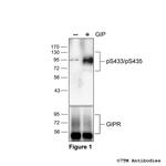 Phospho-Gastric Inhibitory Polypeptide Receptor (Ser433, Ser435) Polyclonal Antibody