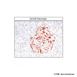 GCGR, Glucagon Receptor Antibody in Immunohistochemistry (Paraffin) (IHC (P))