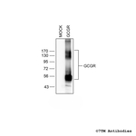 GCGR, Glucagon Receptor Antibody in Western Blot (WB)