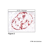 SCTR, Secretin Receptor Antibody in Immunohistochemistry (Paraffin) (IHC (P))