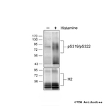 Phospho-H2 Histamine Receptor (Ser319, Ser322) Polyclonal Antibody