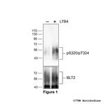 Phospho-Leukotriene Receptor BLT2 (Ser320, Thr324) Polyclonal Antibody