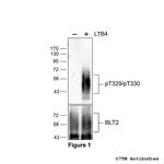 Phospho-Leukotriene Receptor BLT2 (Thr329, Thr330) Polyclonal Antibody