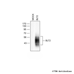 BLT2, Leukotriene Receptor BLT2 Polyclonal Antibody
