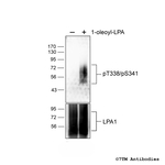 Phospho-Lysophosphatidic Acid Receptor 1 (Thr338, Ser341) Polyclonal Antibody