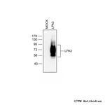 LPA3, Lysophosphatidic Acid Receptor 3 Polyclonal Antibody