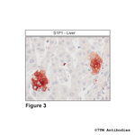 S1P1, Sphingosine 1-Phosphate Receptor 1 Antibody in Immunohistochemistry (Paraffin) (IHC (P))
